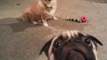 Say chesee. Foto: Boredpanda