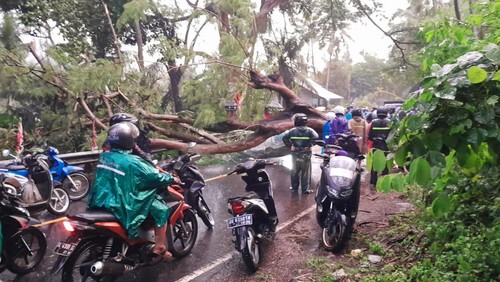 Personel BPBD Karangasem menangani pohon tumbang di Jalan Amlapura-Denpasar, Jumat (9/2/2024). (dok. BPBD Karangasem)