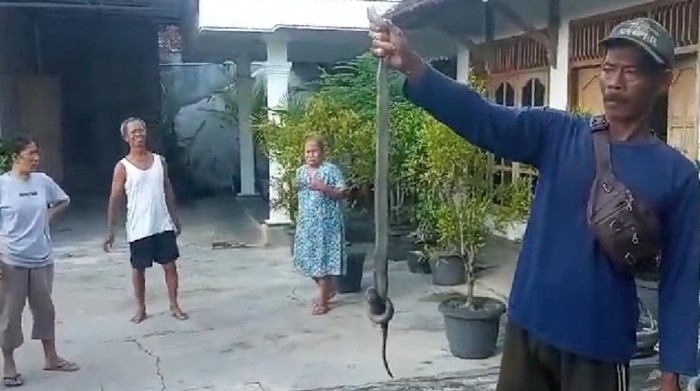 Seekor Kobra Jawa yang dievakuasi di Cawas, Klaten.