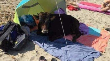 Sapi berteduh... Foto: Boredpanda