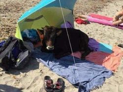 Foto Diambil Momen yang Pas, Bikin Ketawa Karena Kocak