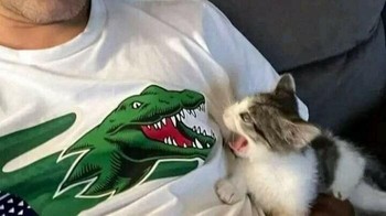 T Rex vs kucing. Foto: Boredpanda