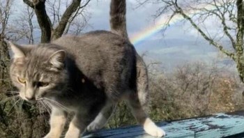 Kuncing mengeluarkan pelangi. Foto: Boredpanda