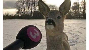 Mewawancari rusa. Foto: Boredpanda