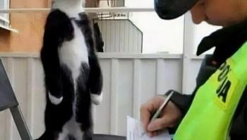 Kucing ditilang... Foto: Boredpanda