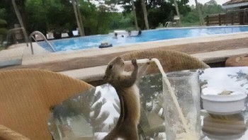 Tupai minum jus. Foto: Boredpanda