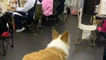 Kaki kayu. Foto: Boredpanda