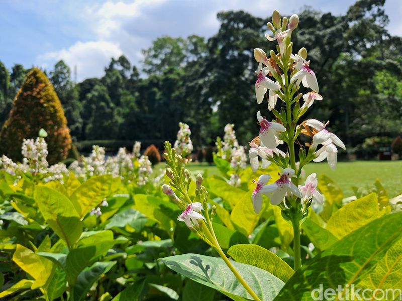 Hasil Kamera Galaxy A25 5G