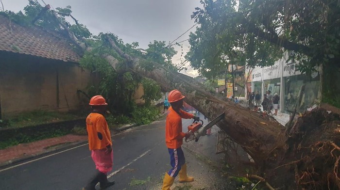 Hujan deras disertai angin kencang mengakibatkan pohon tumbang hingga menutup akses jalan dan menimpa bangunan hotel di Ubud, Bali, Sabtu (10/2/2024). (Foto: BPBD Gianyar)