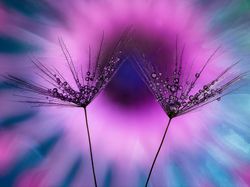 Keindahan Jawara Kontes Foto Taman, Ada dari Indonesia