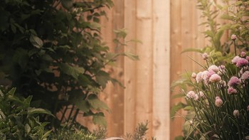 Vegetable Patch Adventures hasil jepretan Bethany Wylie menjuarai kategori Pets in the Garden. Foto ini diambil di Kent, Inggris. Foto: Bethany Wylie/International Garden Photographer of the Year 2024