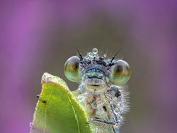 Keindahan Jawara Kontes Foto Taman, Ada dari Indonesia