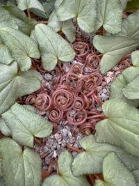 International Garden Photographer of the Year 2024