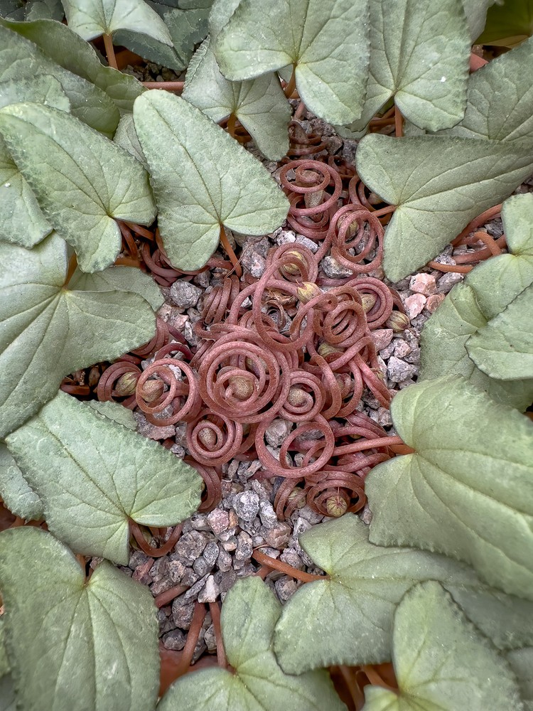 International Garden Photographer of the Year 2024