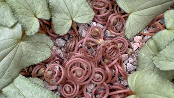 Coiled, Ready for Spring karya Brian Lee menjuarai kategori BBG Flora In Focus. Foto ini diambil di Birmingham Botanical Gardens, Inggris. Foto: Brian Lee/International Garden Photographer of the Year 2024