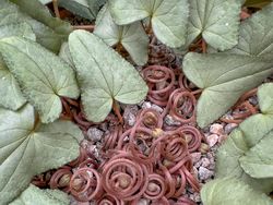 Keindahan Jawara Kontes Foto Taman, Ada dari Indonesia