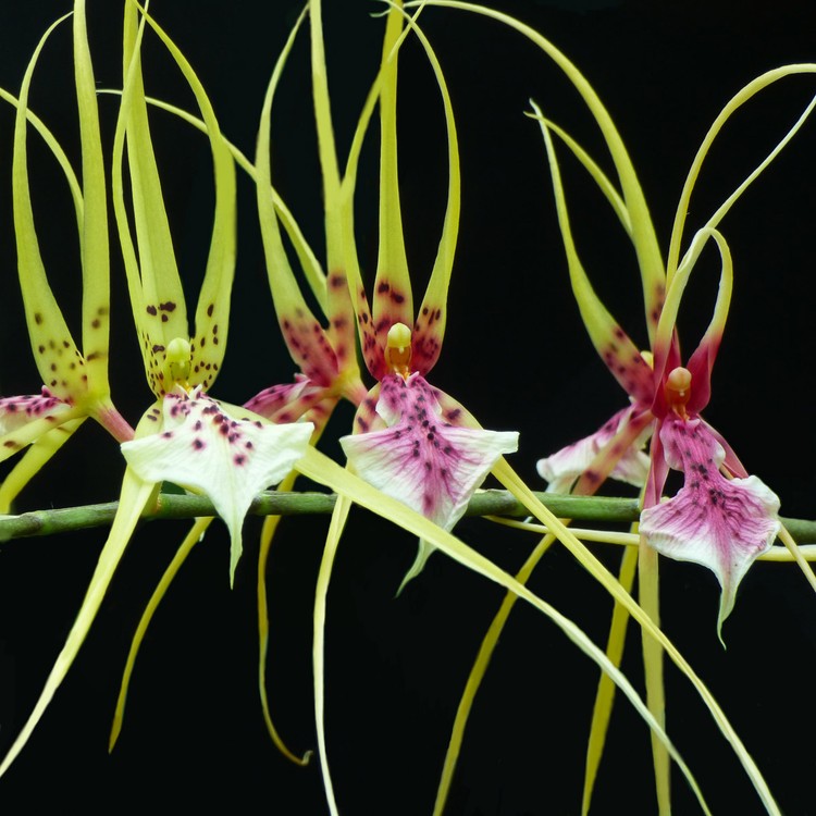 International Garden Photographer of the Year 2024