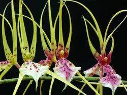 Keindahan Jawara Kontes Foto Taman, Ada dari Indonesia