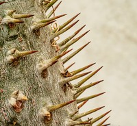 International Garden Photographer of the Year 2024