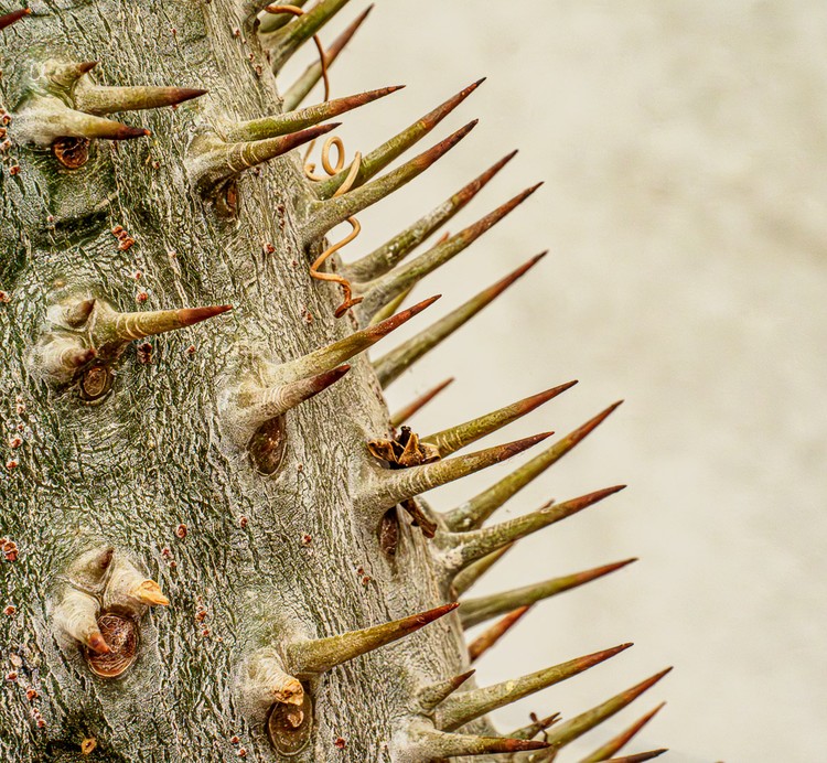 International Garden Photographer of the Year 2024