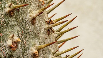 Madagascan Palm karya Allan Hale didapuk sebagai juara kategori Discovery in Cambridge University Botanic Garden, sesuai dengan lokasi tempat pengambilan foto. Foto: Allan Hale/International Garden Photographer of the Year 2024