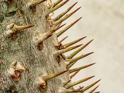 Keindahan Jawara Kontes Foto Taman, Ada dari Indonesia