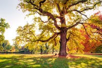 International Garden Photographer of the Year 2024