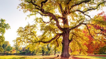 Shining Oak karya Claudia Gaupp menjuarai kategori European Garden Photography Award. Foto ini diambil di Parc de Schoppenwihr, Prancis. Foto: Claudia Gaupp/International Garden Photographer of the Year 2024