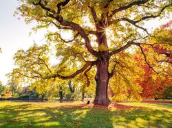 Keindahan Jawara Kontes Foto Taman, Ada dari Indonesia