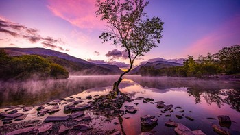 The Lone Tree karya Andrea Graham memenangkan kategori Breathing Spaces. Foto ini diambil di Taman Nasional Snowdonia, Wales, Inggris. Foto: Andrea Graham/International Garden Photographer of the Year 2024