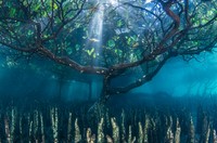 International Garden Photographer of the Year 2024
