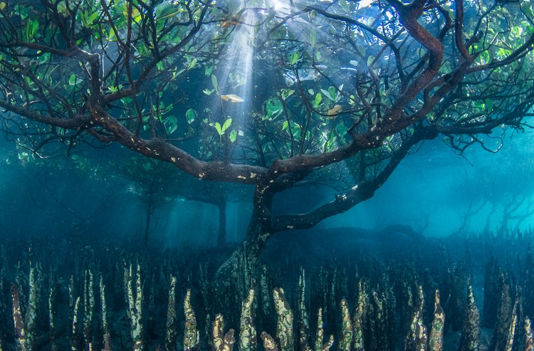 International Garden Photographer of the Year 2024