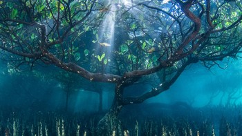 Mangrove Tree (From Underwater) hasil jepretan Leena Roy menjuarai kategori Plants & Planet. Foto ini diambil di Taman Laut Nasional Bunaken, Sulawesi Utara. Foto: Leena Roy/International Garden Photographer of the Year 2024