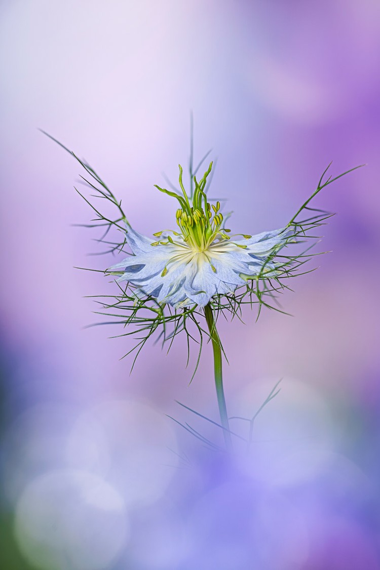 International Garden Photographer of the Year 2024