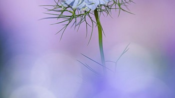 Ethereal Nigella hasil jepretan Angi Wallace menjuarai kategori The Beauty of Plants. Foto bunga Nigella ini diambil di Tyne and Wear, Inggris. Foto: Angi Wallace/International Garden Photographer of the Year 2024