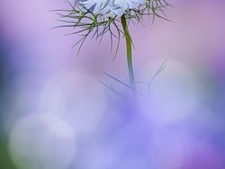 Keindahan Jawara Kontes Foto Taman, Ada dari Indonesia
