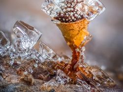 Keindahan Jawara Kontes Foto Taman, Ada dari Indonesia