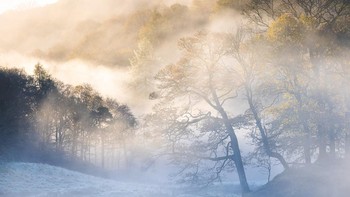 Fire & Ice karya Drew Buckley menjuarai kategori Trees, Woods & Firests. Foto ini diambil di Taman Nasional Lake District di Inggris. Foto: Drew Buckley/International Garden Photographer of the Year 2024