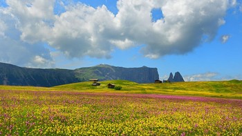 Flower Meadows of the Plateau karya Albert Ceolan terpilih sebagai juara satu kategori Wildflower Landscapes. Foto ini diambil di Trentino-Alto Adige, Italia. Foto: Albert Ceolan/International Garden Photographer of the Year 2024