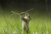 International Garden Photographer of the Year 2024