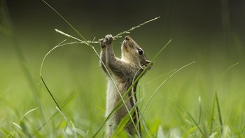 Tasty hasil jepretan Fernando Avanka menjuarai kategori Wildlife in the Garden. Foto ini diambil di Colombo, Sri Lanka. Foto: Fernando Avanka/International Garden Photographer of the Year 2024