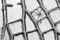 International Garden Photographer of the Year 2024