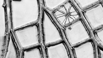 Spider in the Frame karya Minghui Yuan terpilih sebagai juara kategori Black & White. Foto ini diambil di Xishuangbanna Tropical Botanical Garden, China. Foto: Minghui Yuan/International Garden Photographer of the Year 2024