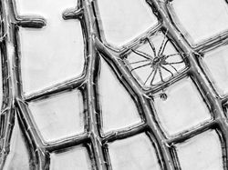 Keindahan Jawara Kontes Foto Taman, Ada dari Indonesia