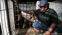Menjelang Imlek seperti ini biasanya Kampung Ku Poh memiliki tradisi untuk memotong hewan babi. Hal ini untuk memberikan sedekah daging babi kepada warga Tionghoa di sana.
