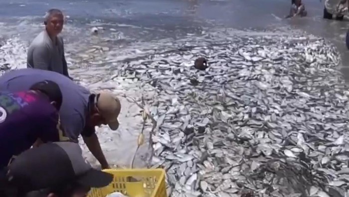 Nelayan menangkap ikan laut yang menepi di pantai Bengkulu.