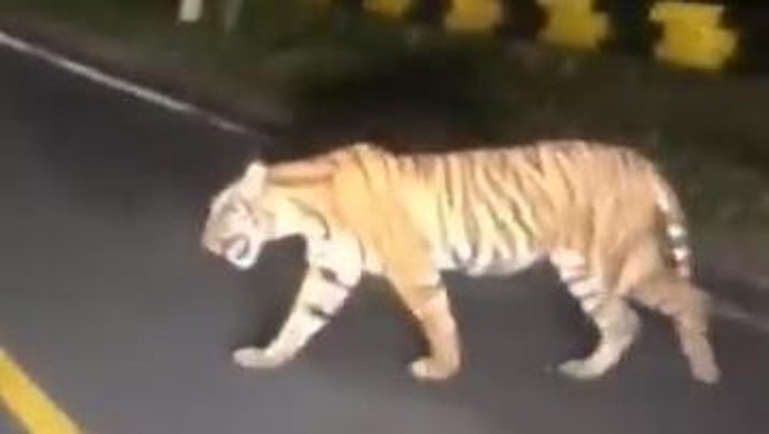 Tangkap layar video penampakan Harimau Sumatera