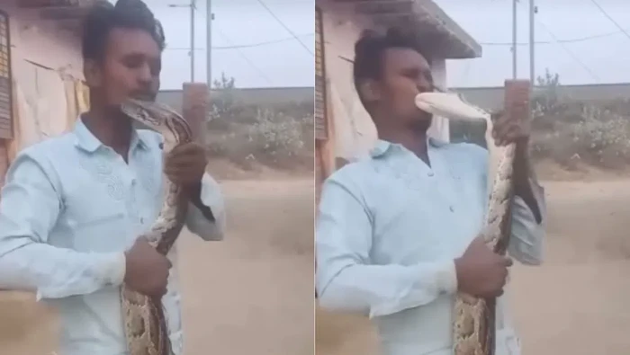 Viral Pemuda Dicium Ular Piton