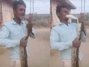Viral Video Pemuda Dicium Ular Piton Saat Bikin Konten, Nasibnya?