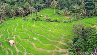 Pelancong akan dimanjakan dengan pemandangan yang sejuk nan asri di atas lahan yang dibangun seluas tujuh hektare ini. Bahkan beberapa lokasi ditata menarik, dengan hiasan pohon kelapa, palm, dan penataan bebatuan yang otentik di tengah sawah, disertai kolam-kolam kecil layaknya landscape terasering ala Ubud Bali